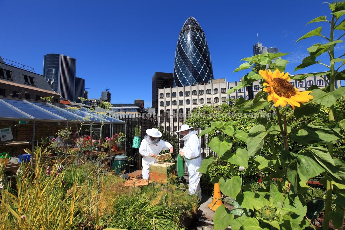 Londres, apiculteurs urbains
